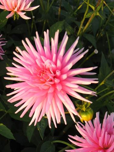 Cactus dahlia