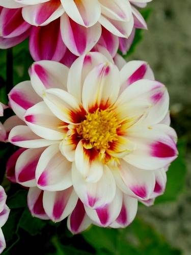 Other dahlias