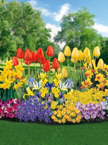 Flower bulb collections