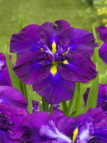 Iris Ensata