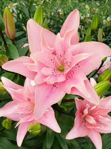 Double flowering lilies