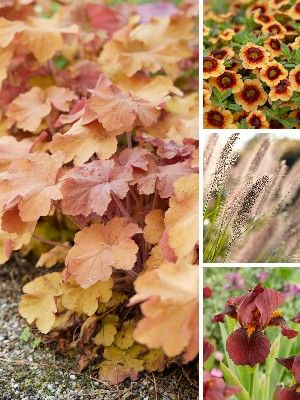 Brown garden plants