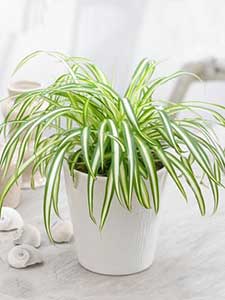 Chlorophytum - Spiderplant