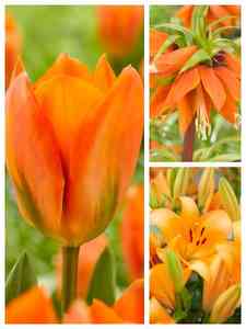 Orange flower bulbs