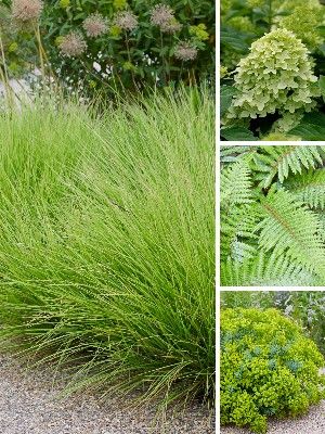 Green garden plants