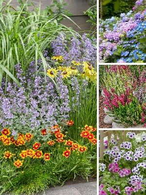 Mix coloured garden plants