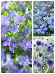 Blue Perennials