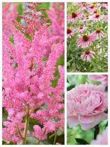 Pink Perennials