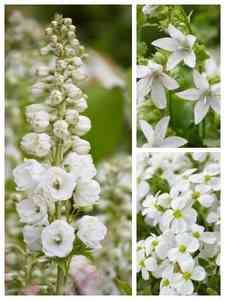 White Perennials