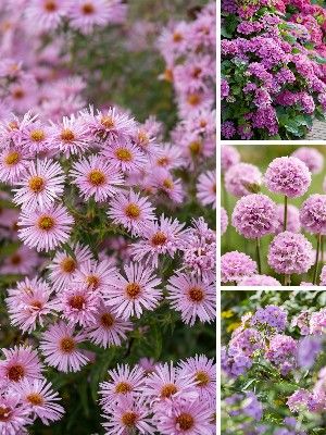 Pink garden plants