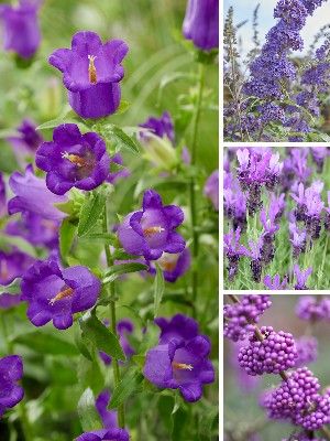 Purple garden plants