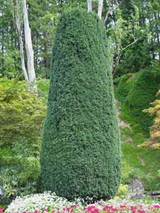 Taxus - Yew