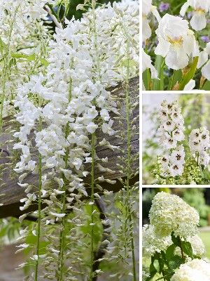 White garden plants