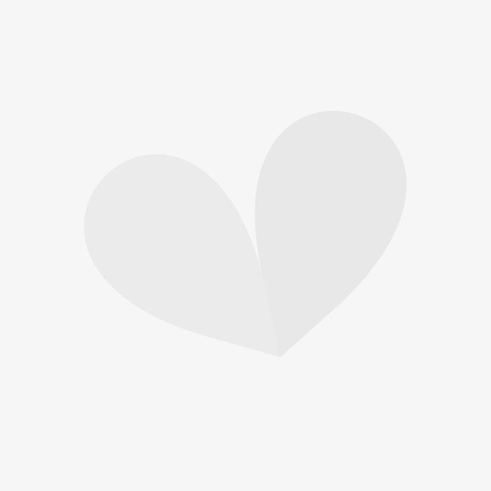 Buy Buddleia Tricolour Best Value For Money Gardens4you