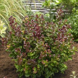 Buy Leucothoe axillaris Curly Red affordable | Gardens4You.co.uk
