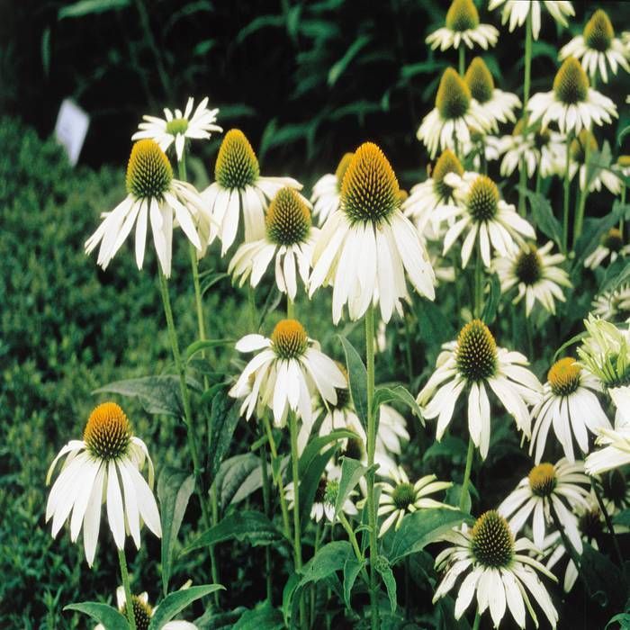 Buy Echinacea purpurea Alba affordable Gardens4You.co.uk