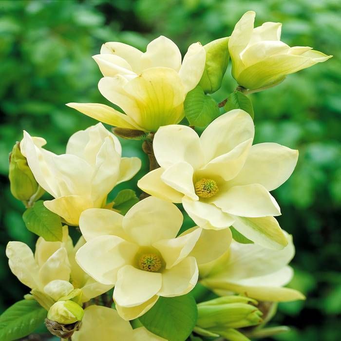 Buy Magnolia Yellow River affordable | Gardens4You.co.uk