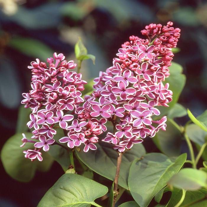 Buy Syringa vulgaris Sensation Pink affordable Gardens4You.co.uk
