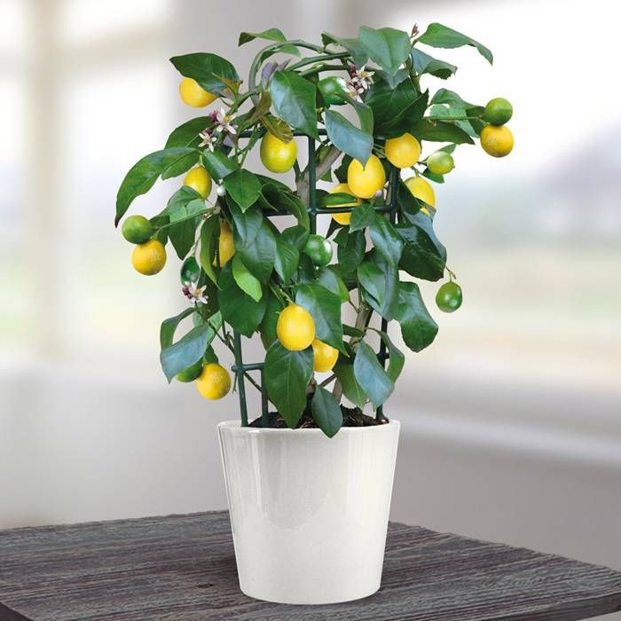 Buy Mini Lemon Tree met 30cm with fruit affordable Gardens4You.co.uk