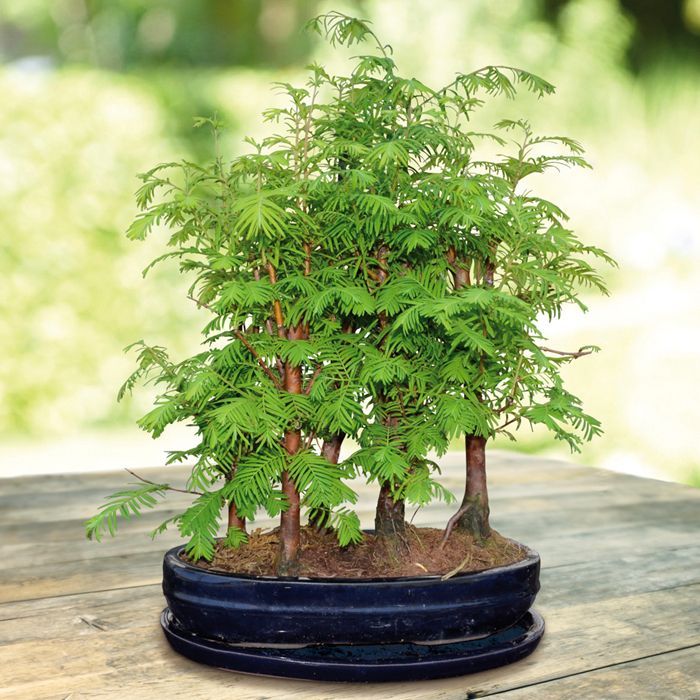Buy Bonsai Metasequoia Forest affordable Gardens4You.co.uk