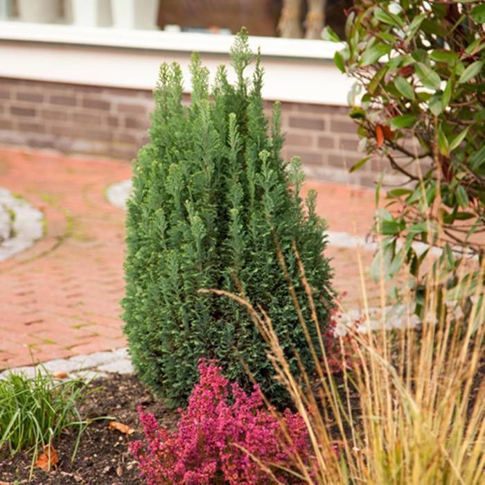 Buy Lawsons Cypress Snow White affordable Gardens4You.co.uk