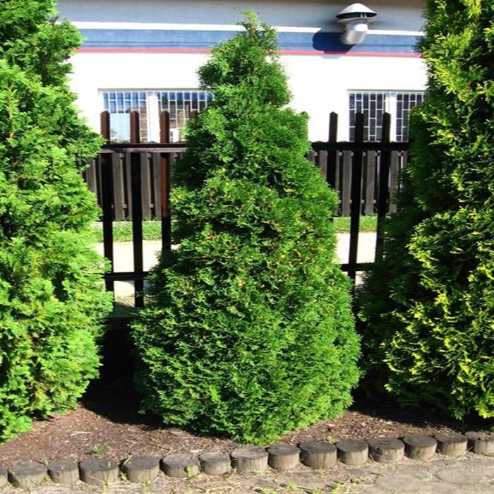 Buy Thuja occidentalis Holmstrup affordable Gardens4You.co.uk
