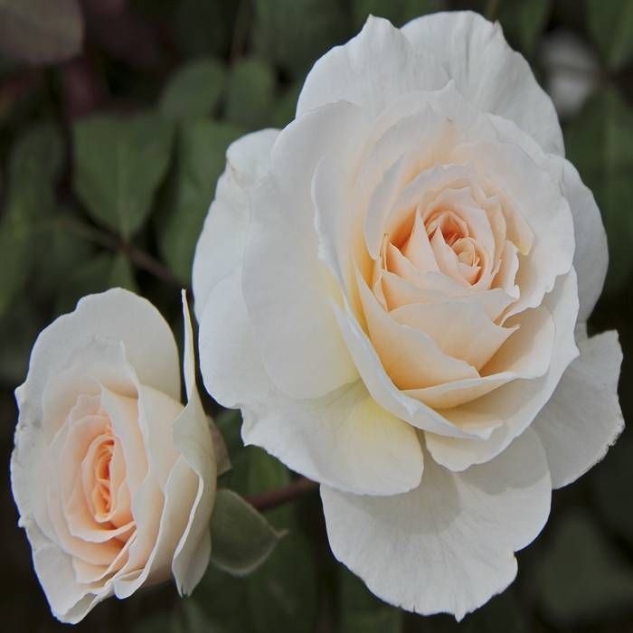 Buy Climbing Rose Snow Queen 11cm Pot affordable Gardens4You.co.uk