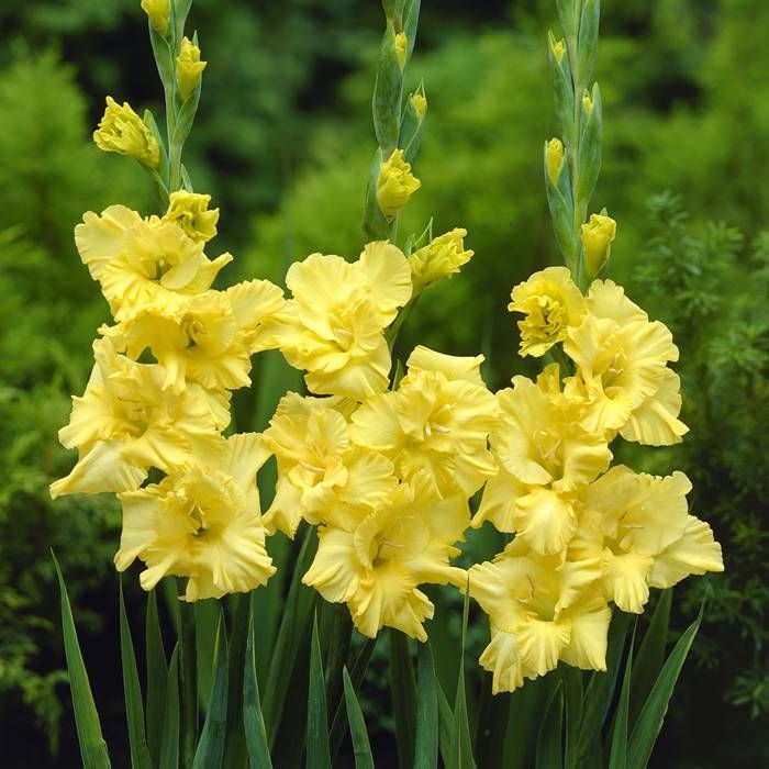 Buy Gladiolus Charisma x 10 affordable Gardens4You.co.uk