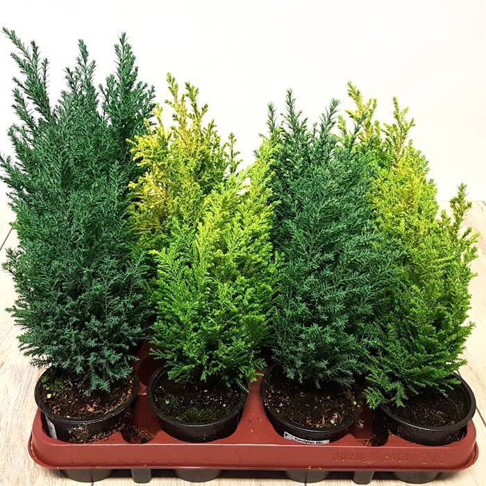 Buy Conifer 9cm affordable Gardens4You.co.uk