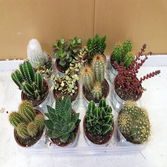 Buy Cactus mix x 12 affordable Gardens4You.co.uk