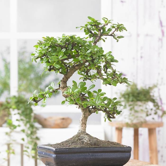 Buy Bonsai Carmona S affordable Gardens4You.co.uk
