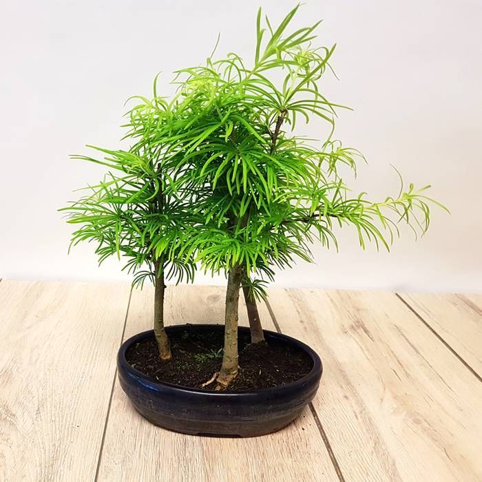 Buy Bonsai Metasequoia Forest 16 cm Pot affordable Gardens4You.co.uk