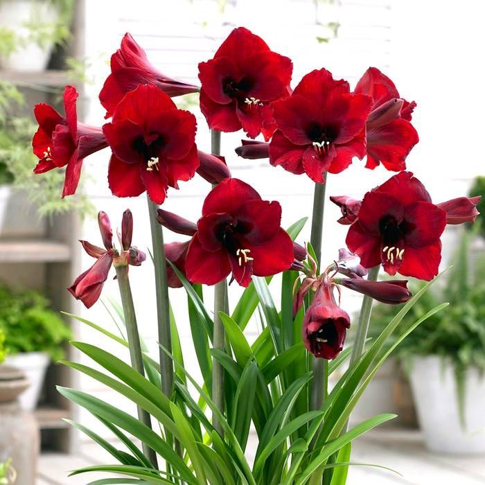 Buy Amaryllis Red in pot 12cm affordable Gardens4You.co.uk