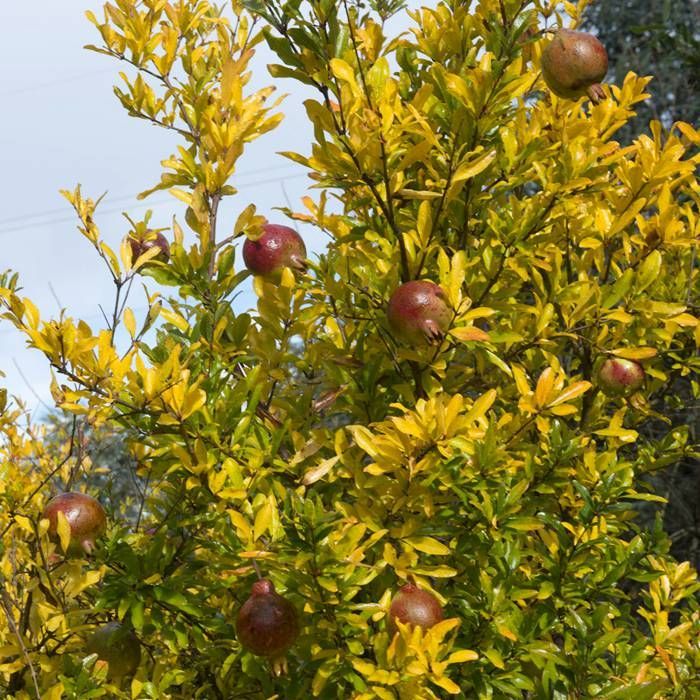 Buy Pomegranate Tree affordable Gardens4You.co.uk