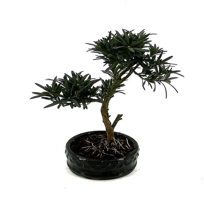 Buy Bonsai Podocarpus affordable Gardens4You.co.uk