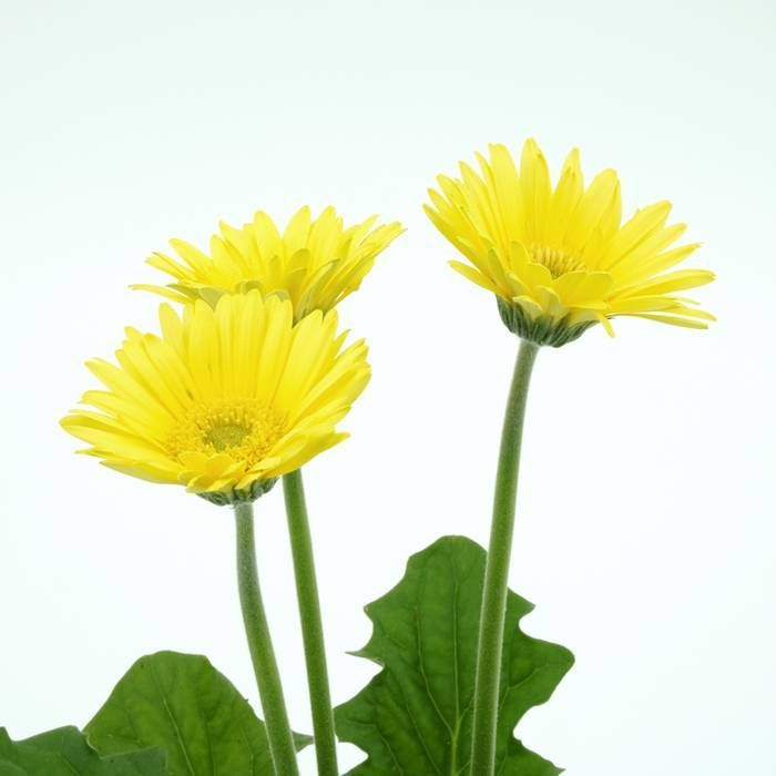 Buy Gerbera Daisy Yellow affordable Gardens4You.co.uk
