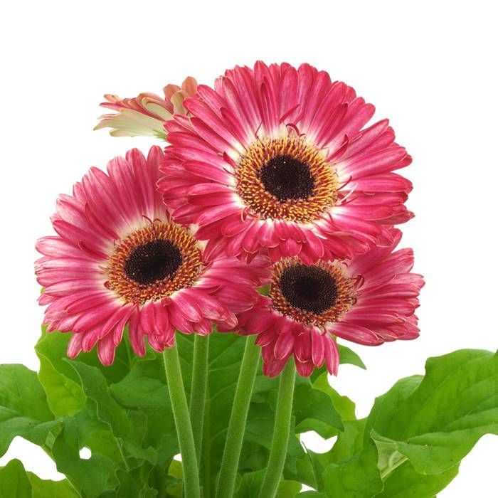 Buy Gerbera Daisy Pink affordable Gardens4You.co.uk
