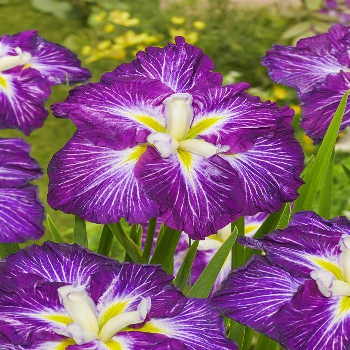 Buy Iris Ensata Dinner Plate JellO Bare roo affordable Gardens4You.co.uk