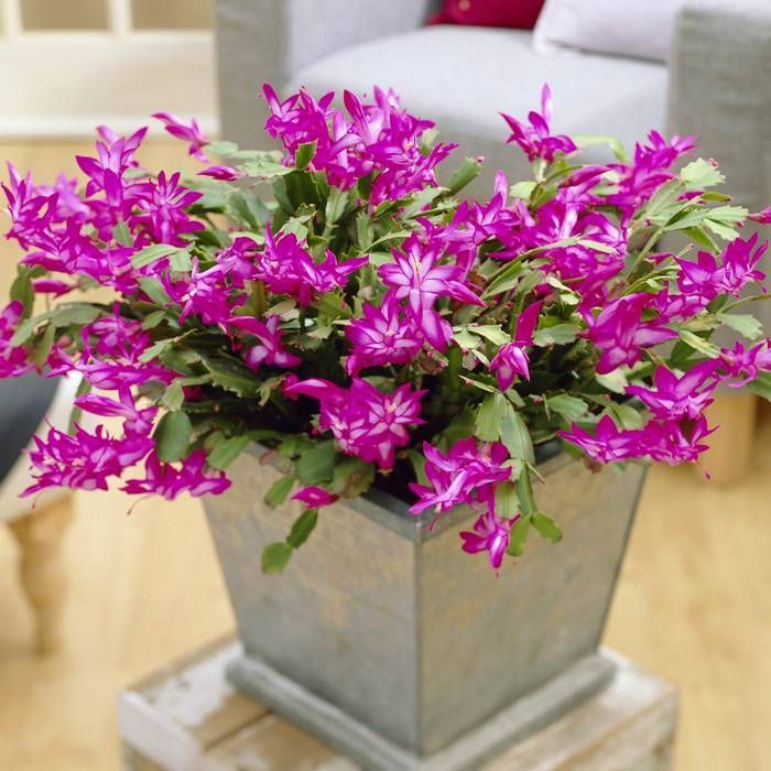 Buy Schlumbergera Pink affordable Gardens4You.co.uk