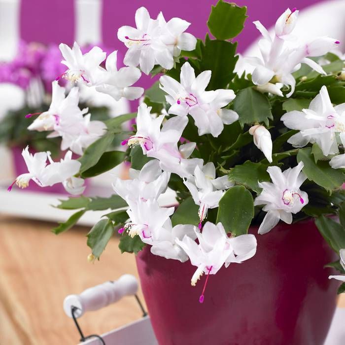 Buy Schlumbergera White affordable Gardens4You.co.uk
