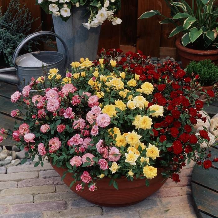 Buy Mini Roses mix affordable Gardens4You.co.uk