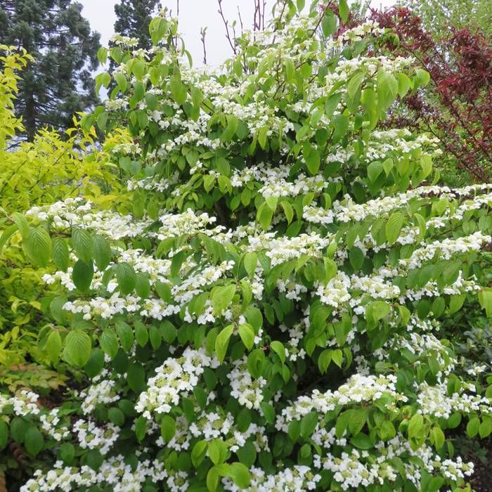 Buy Viburnum plicatum Kilimandjaro 9 cm pot affordable Gardens4You.co.uk