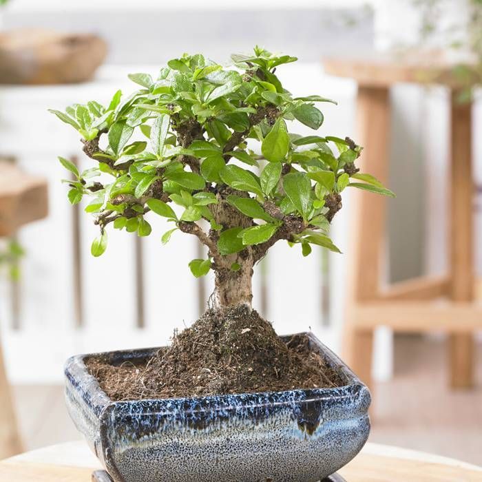 Buy Bonsai Carmona Broom affordable Gardens4You.co.uk