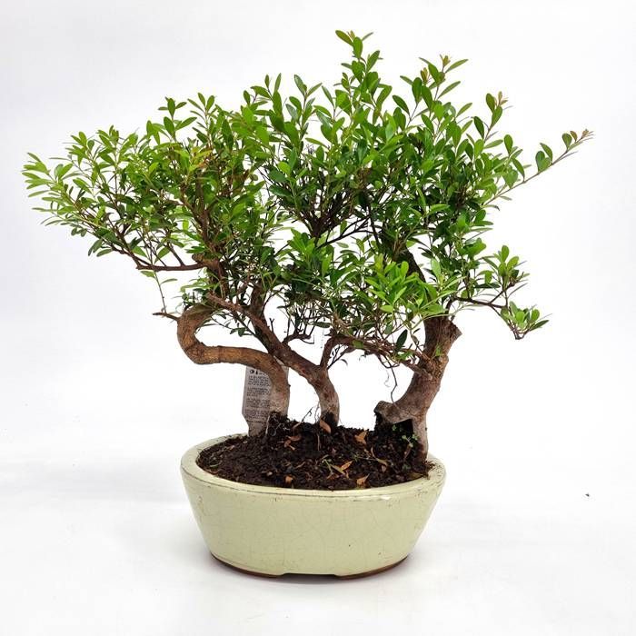 Buy Bonsai Suzygium Forrest affordable Gardens4You.co.uk