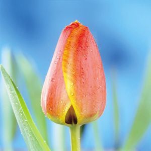 Tulip Darwin Hybrid Apeldoorn x 10
