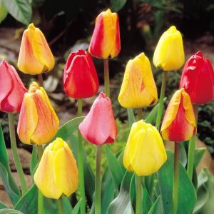 Tulip Darwin Hybrid Mix x 50