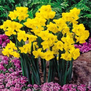 Daffodil jonquille Quaile x 10