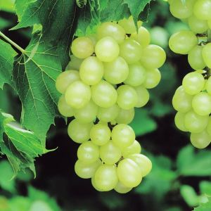 Grape Vine Pinot Blanc White