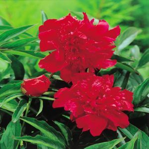 Peony double flowering Red
