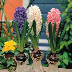 Hyacinth collection with Victorian Glass